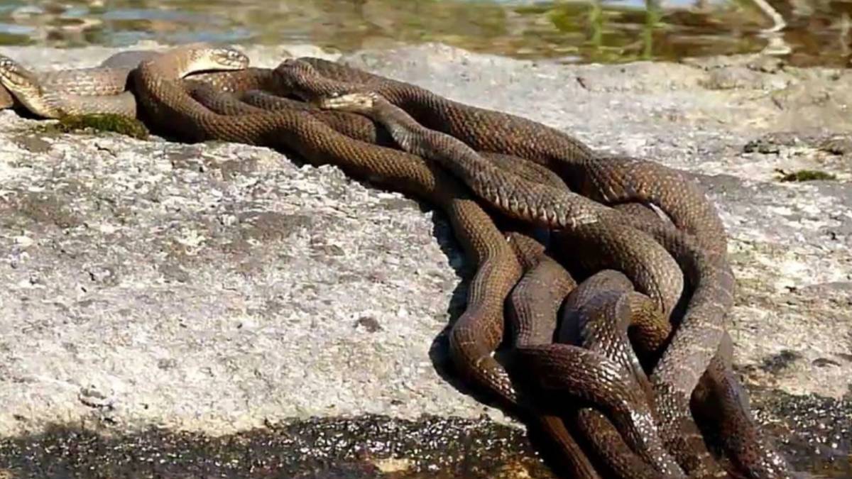 Burası Amerika değil Türkiye! Dev yılanı görünce kapıdan dışarıya çıkamadılar... Uzmanlar acil durum ilan etti, istila başladı!