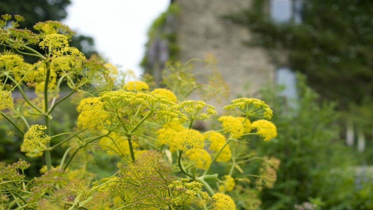 Çakşır Otunun Faydaları: Doğal Şifanın Kaynağı