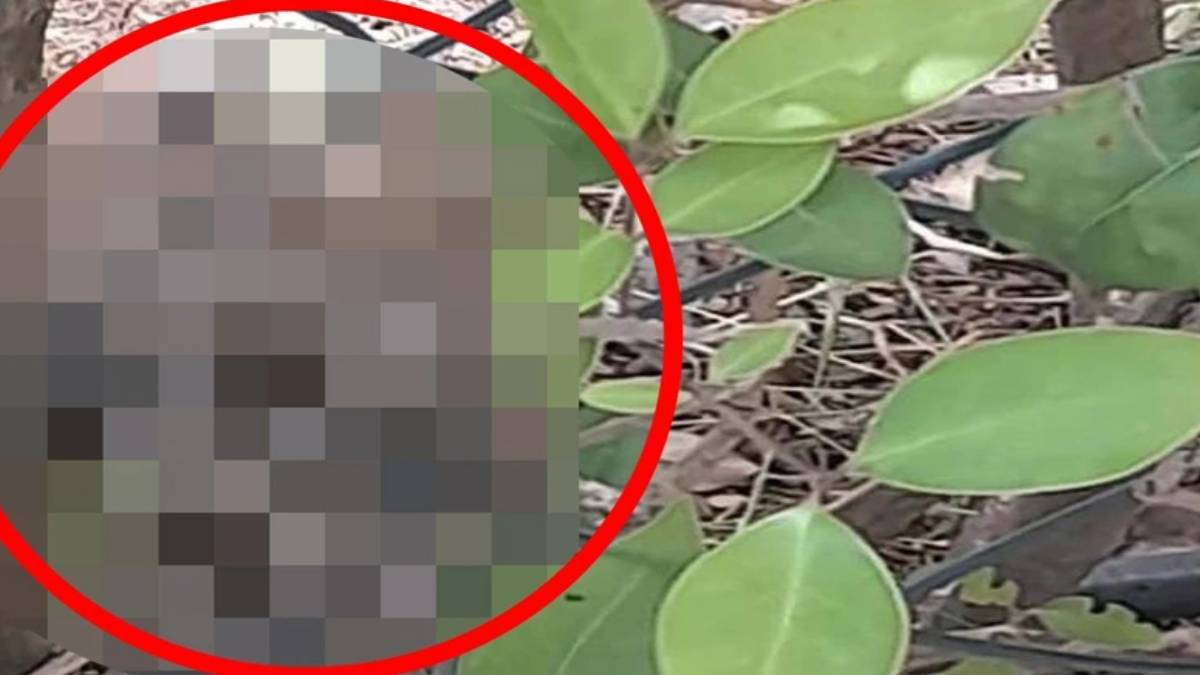 Türkiye'nin en zehirli yılanı! Kapıya dayanan dev yılan dehşet saçtı, 150 kişiyi hastanelik etti... O ilimizde istila başladı!