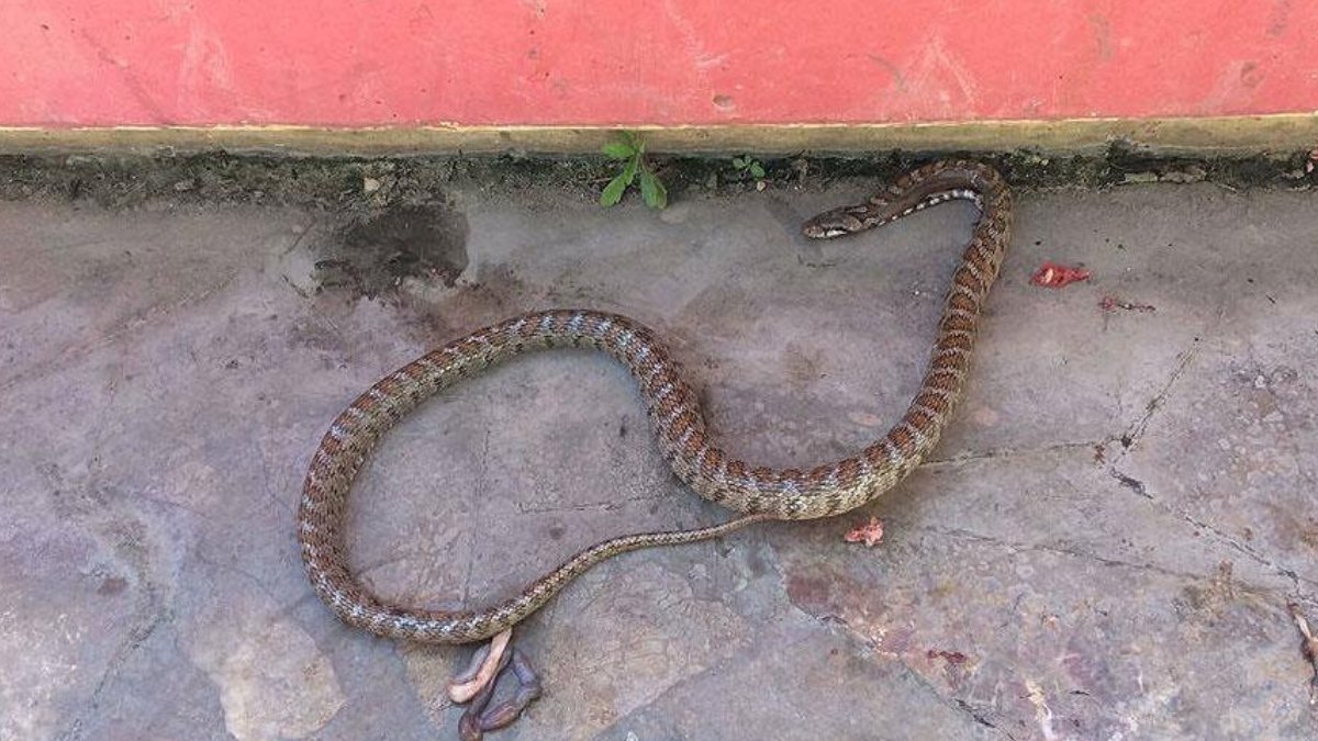 Çocuklarını kurtarmak için zehirli yılanın üstüne atladı! Gözünü bile kırpmadı... Türkiye fedakar babayı konuşuyor