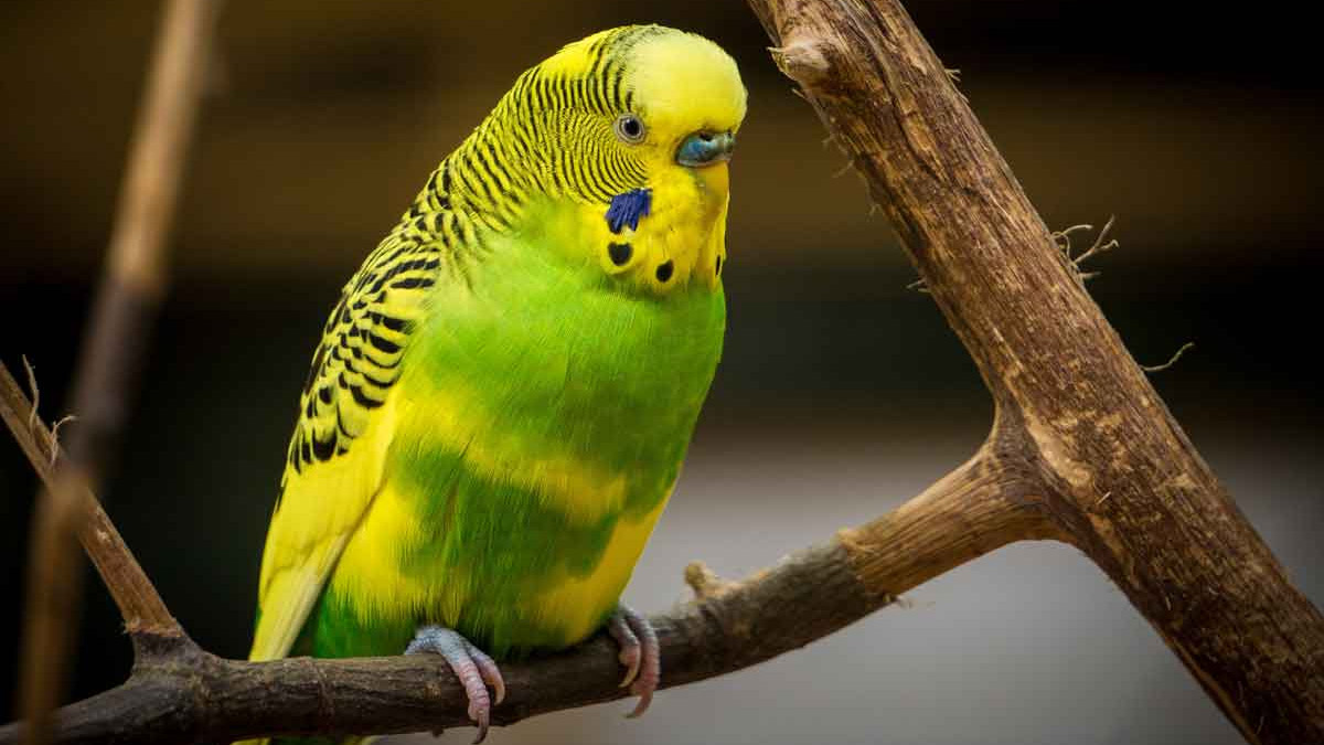 Uzman isimden kuş besleyenlere uyarı: Akciğer hastalıklarına neden olabilir