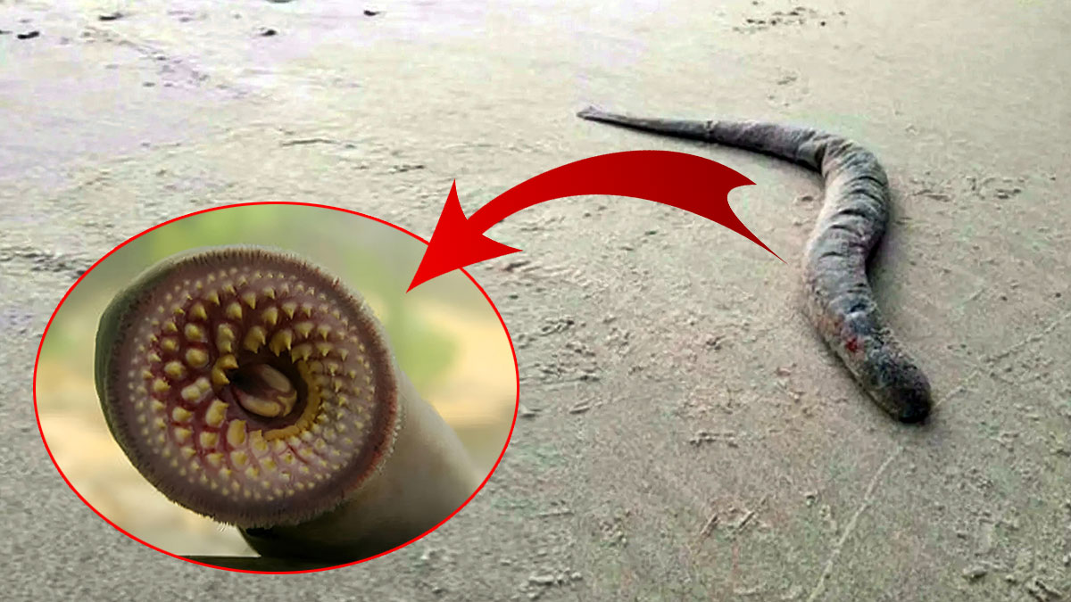 6 yıl sonra orada görüldü, kanla besleniyor! Bölgede paniğe neden oldu, kapı pencereyi sıkı sıkı kapatın