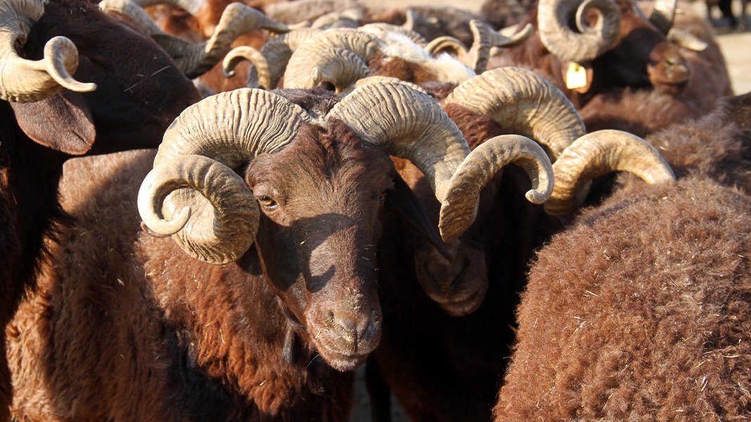 Şap hastalığı tehlikesi büyüyor: Kurbanlık hayvanlarda antibiyotik alarmı