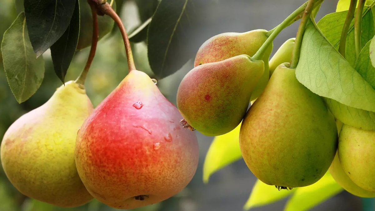 Armudun Faydaları: Sağlığınıza İyi Gelecek Bir Meyve
