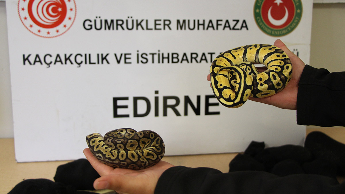 Kapıkule'de kadın çorapları içinde 28 piton yılanı bulundu