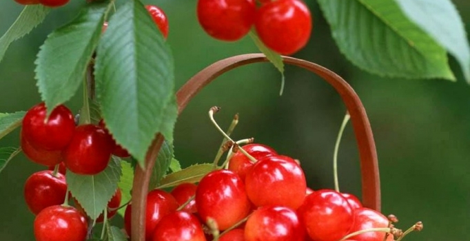 Organik kiraz
dalındayken alıcı buldu