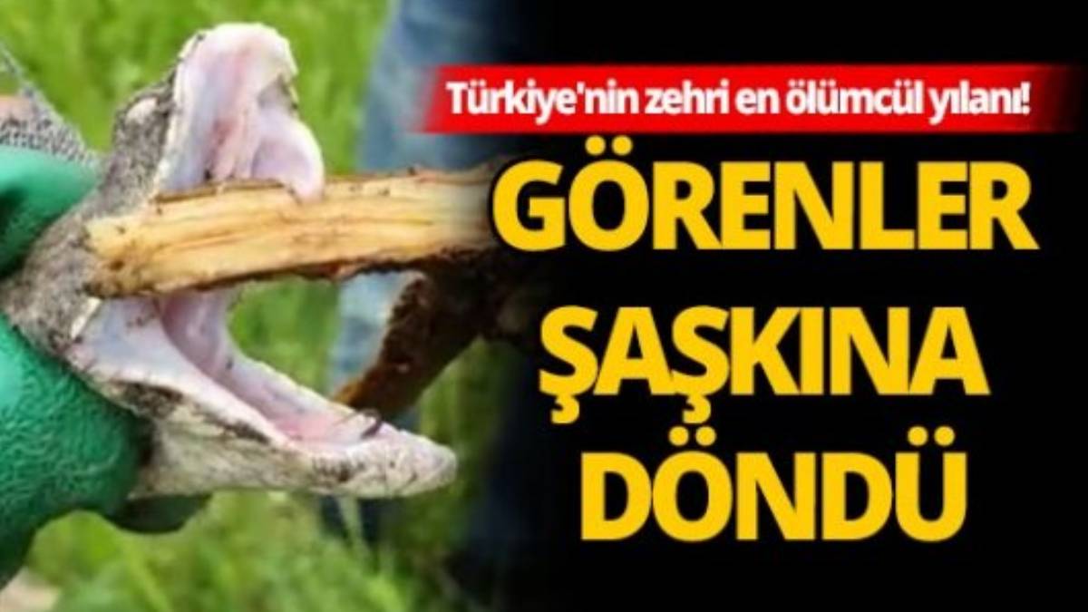Türkiye'nin en zehirli yılanı! 80 santimetre boyunda, soktuğu gibi öldürüyor... Uzmanlar uyardı. O illerimizde istila başladı!