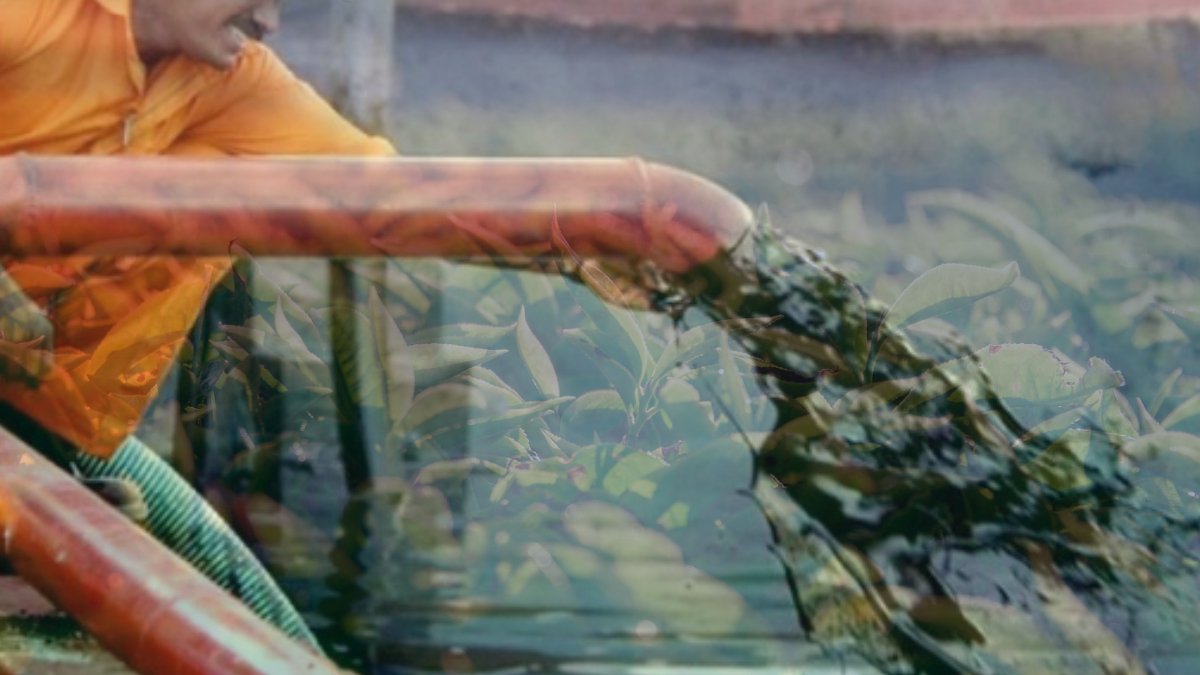 İran ile Sri Lanka arasında görülmemiş anlaşma: Milyonlarca dolarlık petrol borcu çayla kapanacak