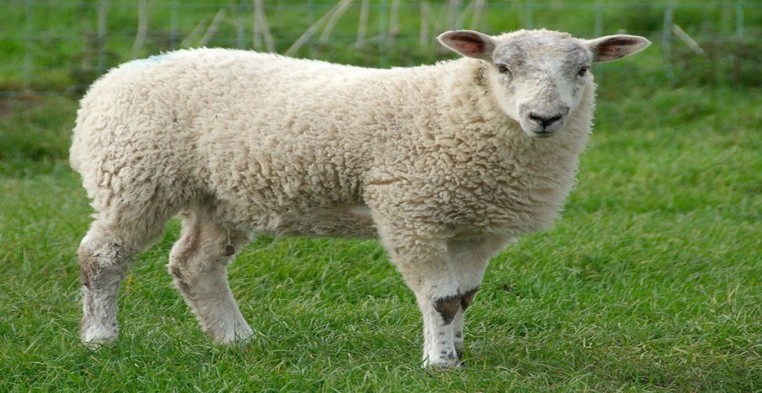 Zincir marketler kurbanlık satışını başlattı! Piyasanın yarı fiyatına satıyor: A101, BİM, ŞOK, Carrefour kurbanlık fiyatları