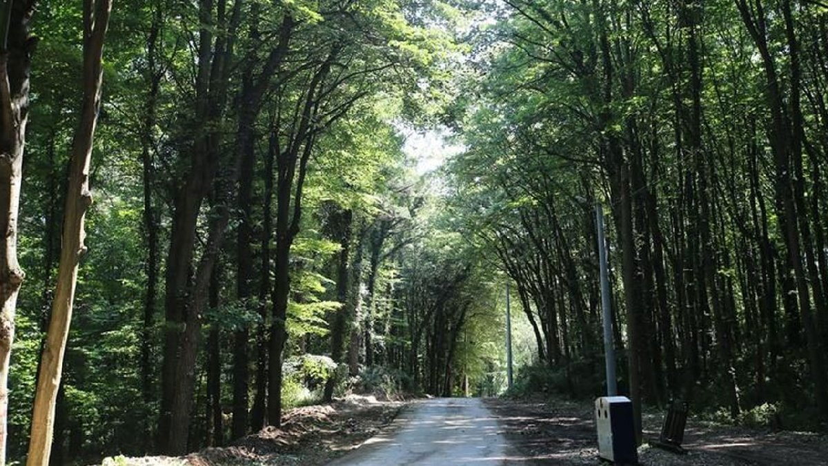 Sakarya’da ormanlara giriş yasağı