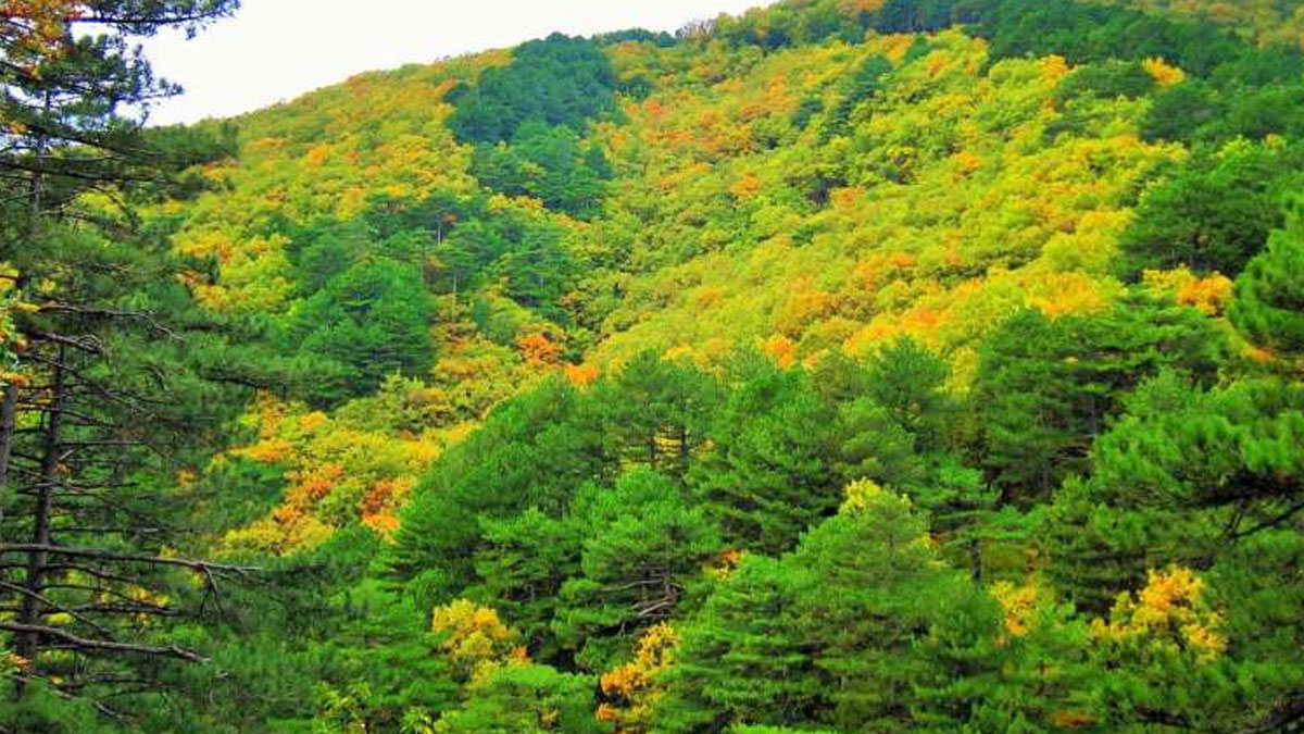 Samsun'da ormanlık alanlara girişlere yasak