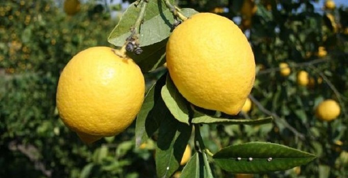 Limon ihracatı yüzde 25 artarak 249 milyon dolar oldu