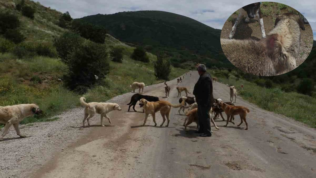 Yüzlerce köpek açlıktan birbirini yiyor: Biri bu vahşete dur desin