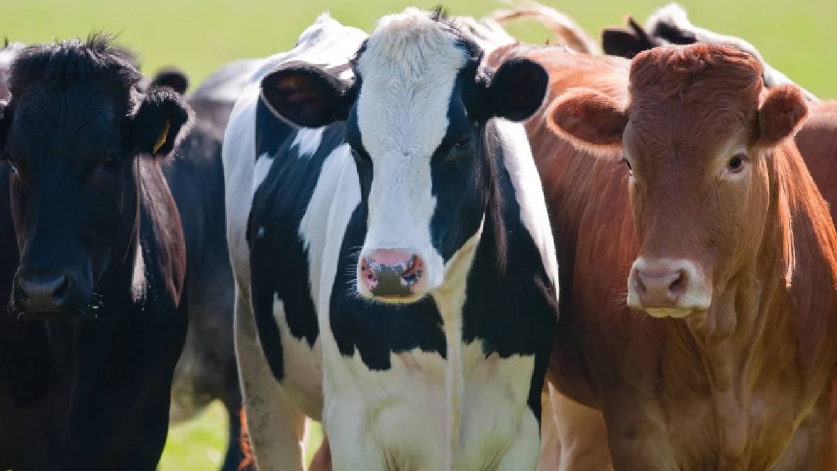 Cumhurbaşkanı Erdoğan duyurdu vatandaş sevindi! Kurban bayramına 3 gün kala belli oldu: Kurbanlık fiyatlarına %20 indirim…