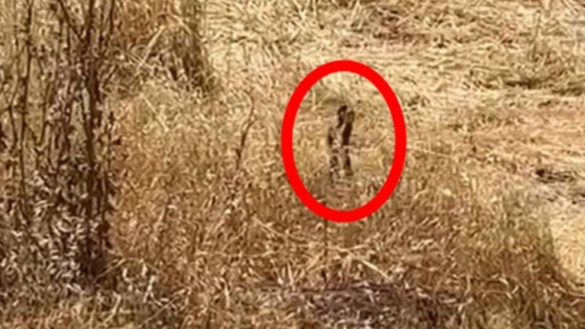 Burası Afrika değil Türkiye! Dev yılanların çiftleşme dansı tüyleri diken diken etti... O ilimizde istila başladı!