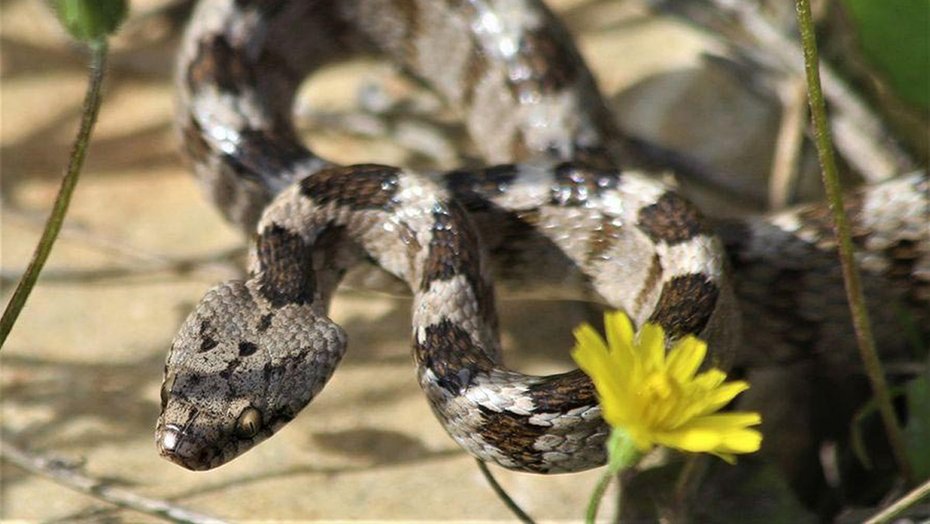Yarayı emmek, turnike yapmak... 'Yılan, kene ve akrep sokmalarında en tehlikelisi bunlar...'