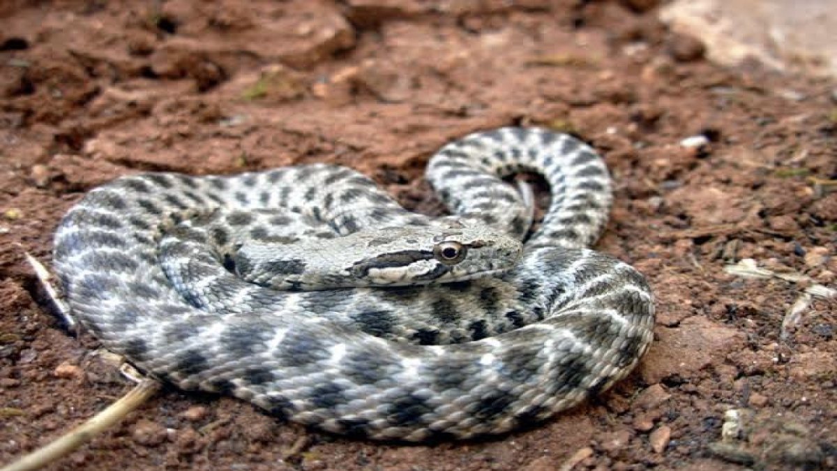 Orta Asya’nın zehirli yılanı o ilimize girdi! Boyu tam 1,5 metre: Gördüğünüz yerde bunu sakın yapmayın!