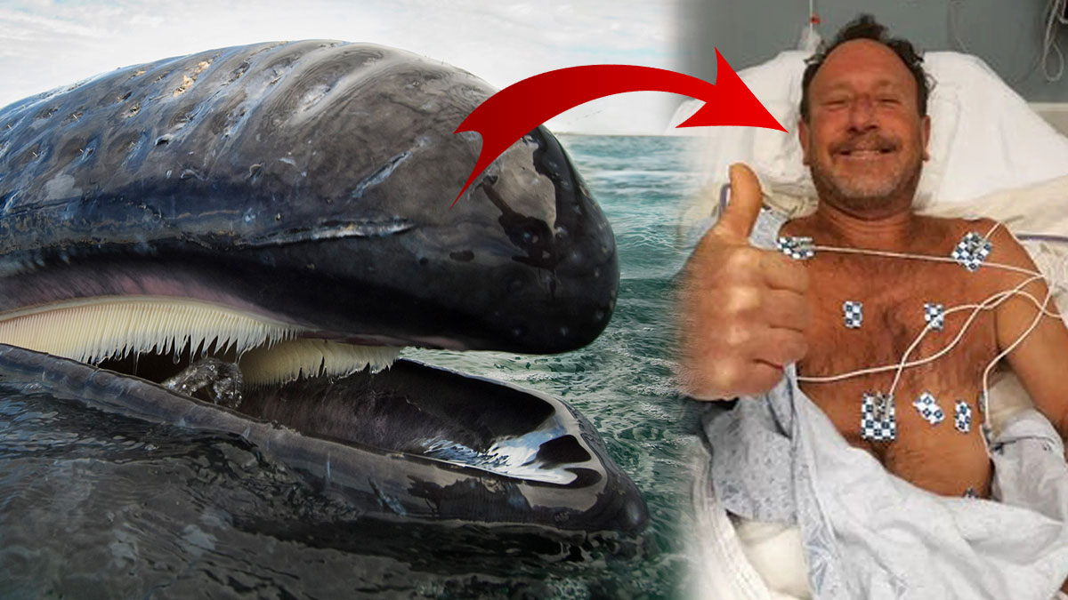 Mucize kurtuluş! Balinanın yediği adam kurtulmayı başardı, o korkunç anlar ortaya çıktı