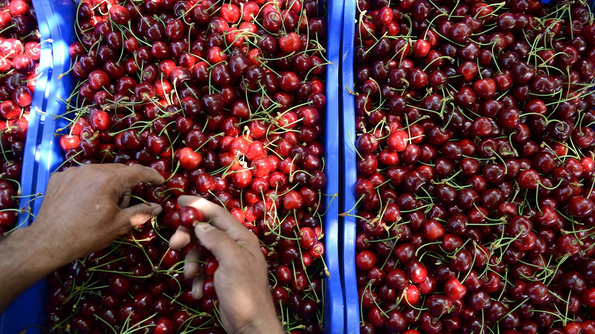 Kiraz üreticisi boykotta: Maliyet 41 lira ihracatçı 30 liraya alıyor