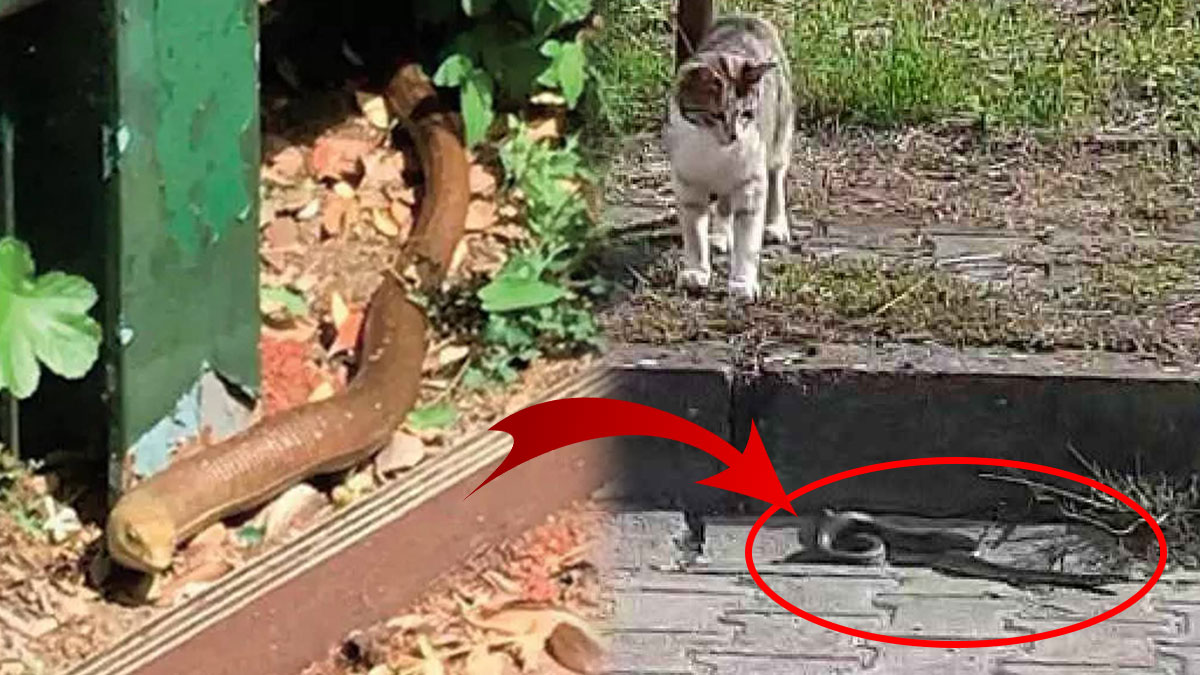 İstanbul'da yılan istilası başladı! Bahçeli evlerde topraktan adeta yılan fışkırıyor, korkunç görüntüler