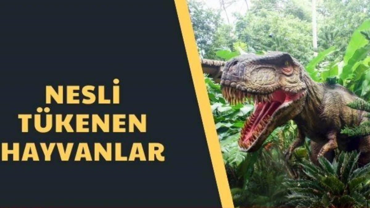 Nesli Tükenen Hayvanlar: Doğal Mirasımızın Kaybı