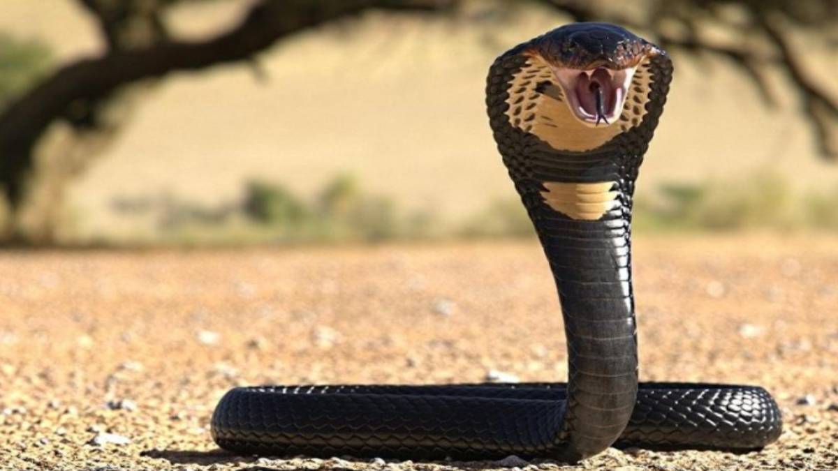 Burası Afrika değil Türkiye! Katil kobra önüne gelen her şeyi yemeye başladı... O ilimizde yılanlar her yerden fışkırıyor!