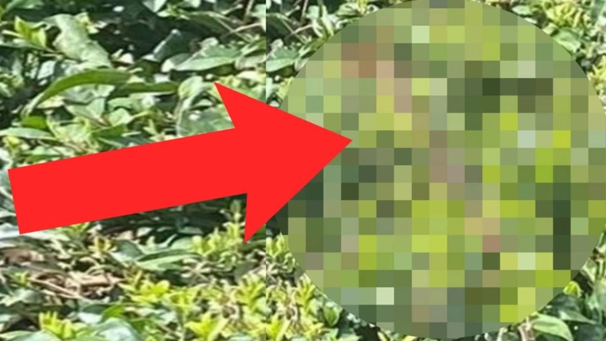 Dünyanın en zehirli yılanı o ilimizde görüldü! Avını soktuğu gibi acı içinde öldürüyor... Uzmanlar acil durum ilan etti!