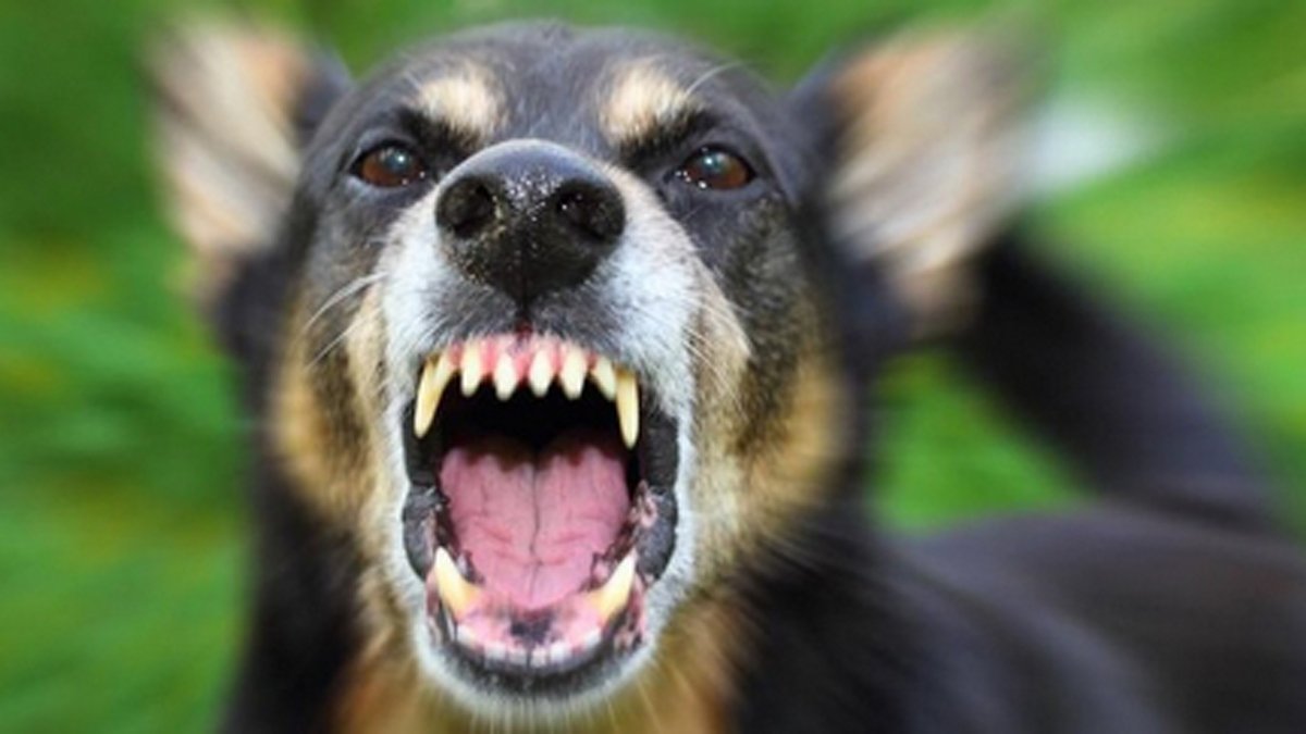 Rüyada köpek saldırması