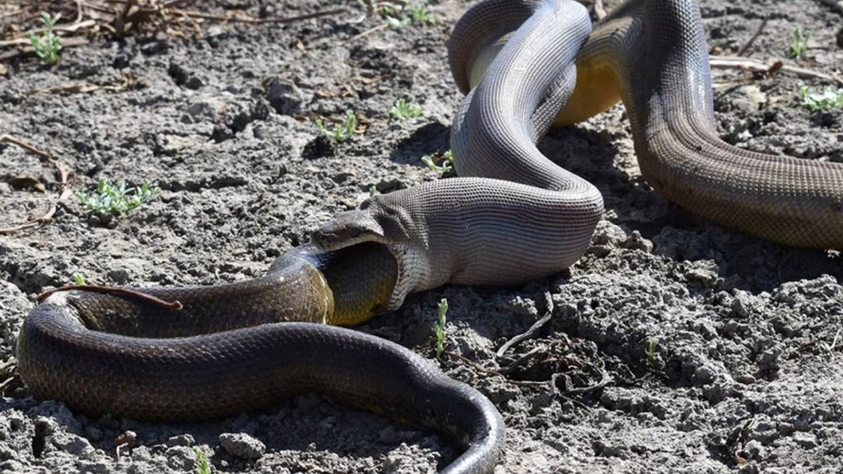 O ilimiz için korkutan haber geldi! Her yerden yılan fışkırıyor, gördükleri her şeyi yiyorlar... Yılan istilası başladı!