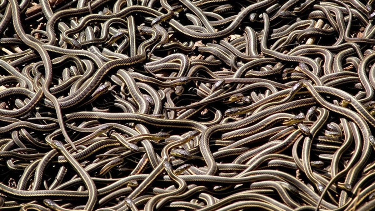 Bahçenize yılan gelmemesi için bu hayvanı besleyin! Yılanların baş düşmanı, hepsi sürü halinde geri yuvalarına kaçıyor