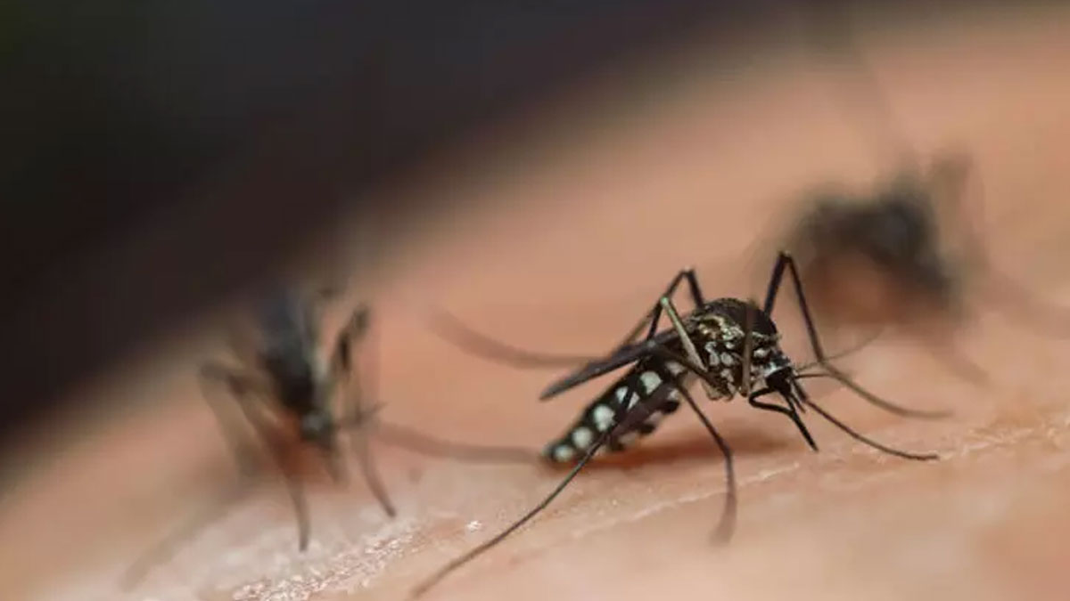 İstanbul'da 'Aedes' alarmı: Tehlike çok yakınımızda