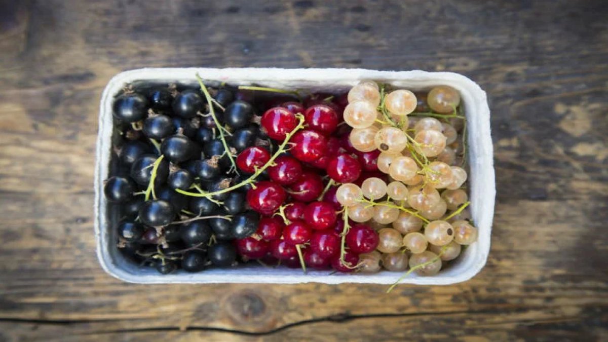 Frenk Üzümü: İçerdiği Faydalar ve Kullanım Alanları