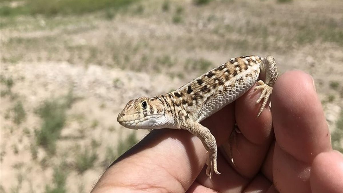 Kertenkele: Türkiye'nin Gizemli Sürüngenleri