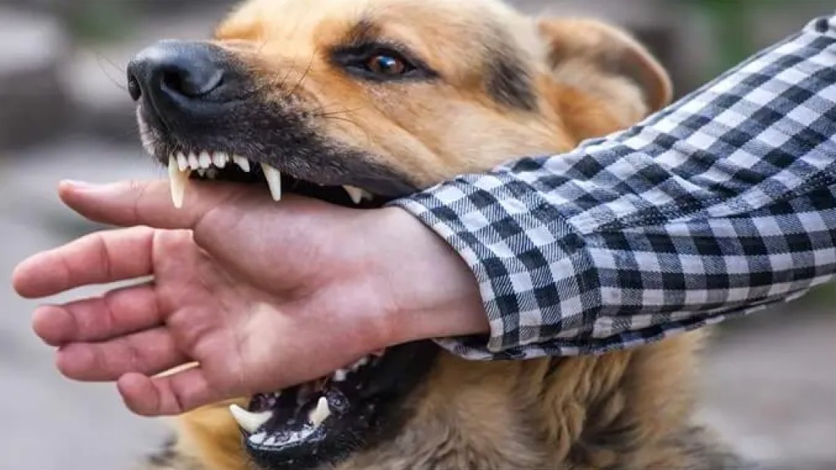 Kuduz Belirtileri: Köpeklerde ve İnsanlarda Kuduz Hastalığı Belirtileri