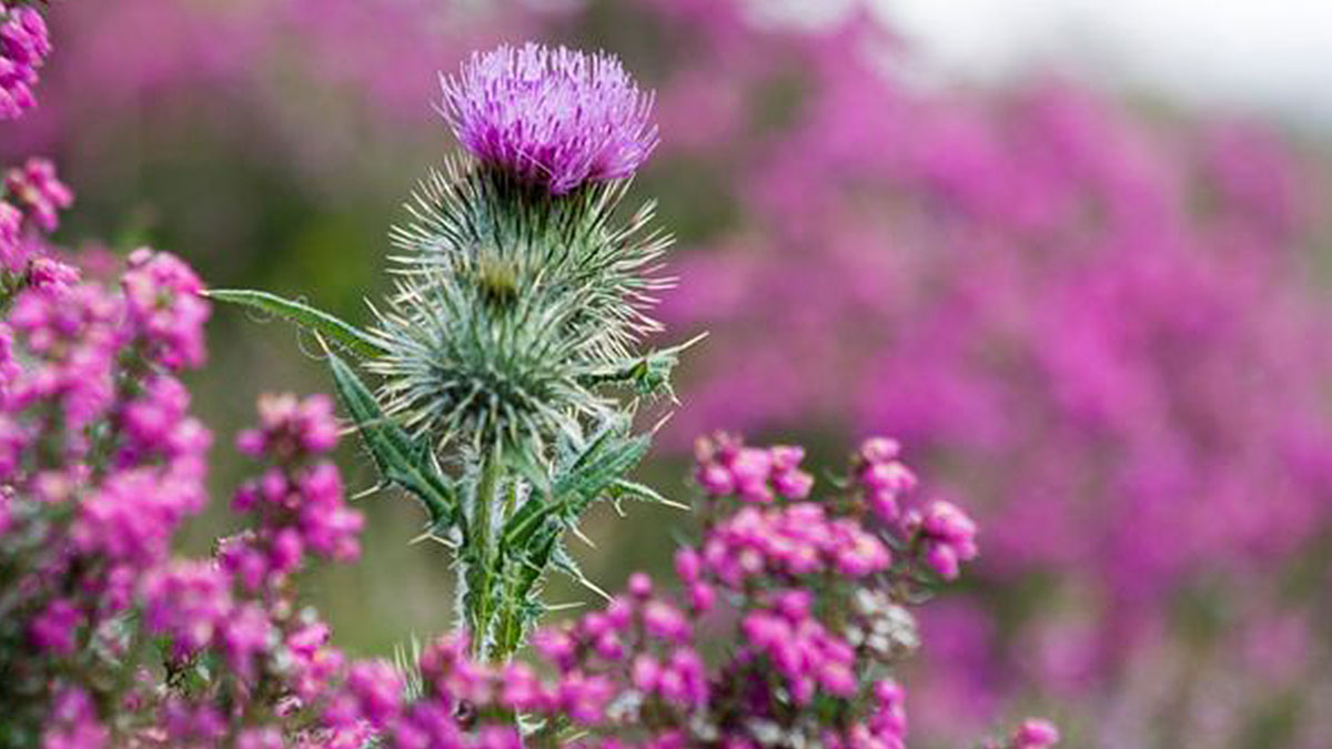 Diken deyip geçmeyin! Öyle bir şeye iyi geliyor ki... Herkes o dikenin peşinde