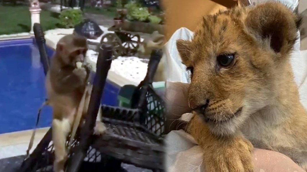 Villa değil hayvanat bahçesi: Yavru aslan, maymun, piton...