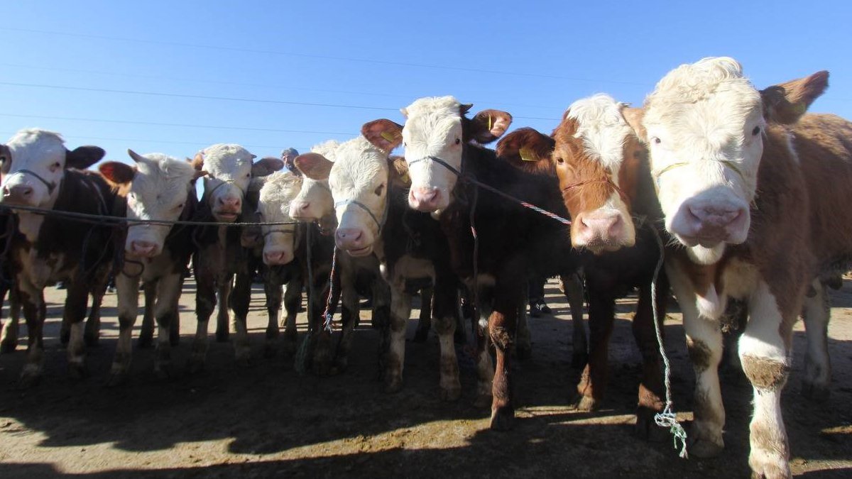 Bayburt'ta canlı hayvan pazarı kapatıldı