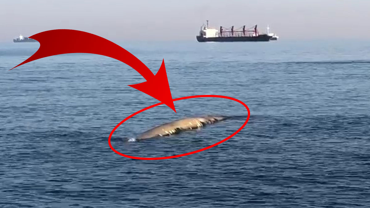 Hatay'da balina paniği! 6-7 metre uzunluğunda sahile vurdu, gerçek çok sonra anlaşıldı