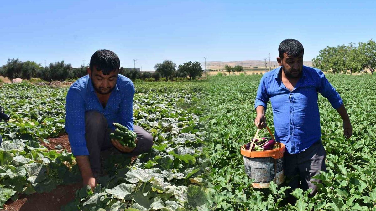 Depremzede çiftçiler ilk mahsulleri topladı