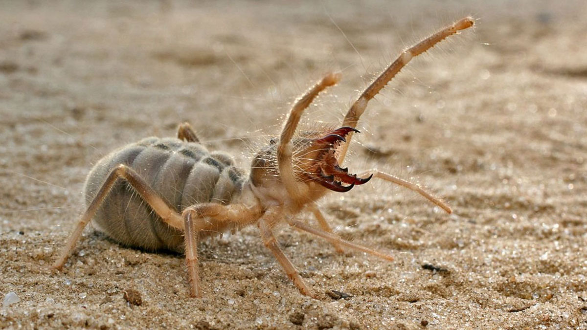 Et yiyen örümcekler evleri istila etmeye başladı! O kentte oturanlar dikkat, topraktan fışkırmaya başladı
