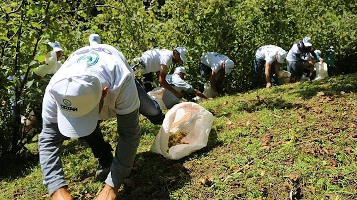 Fındıkta işçi yevmiyesi ve diğer ücretler belirlendi