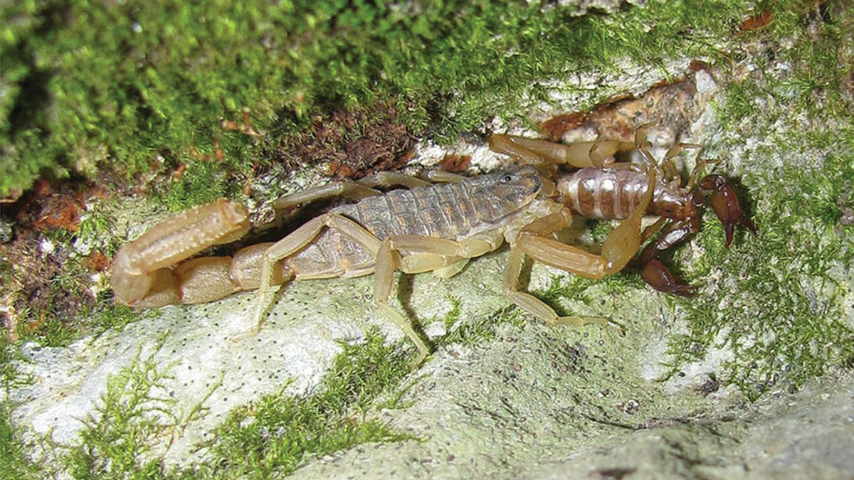 Şimdi de akrep ve kene istilası başladı! O iki bölge diken üstünde: Soktuğu komalık oluyor
