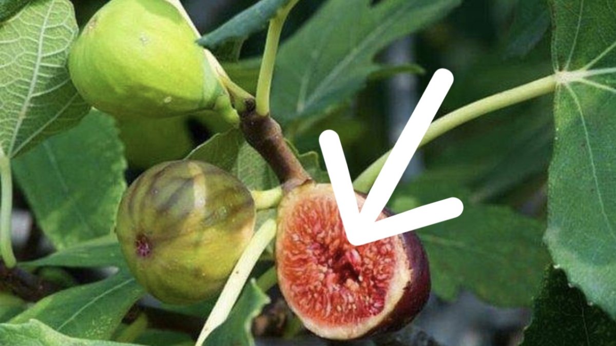 İncir yemeden önce 10 kez düşünün! Cennet meyvesi sanıyorduk: Meğer…