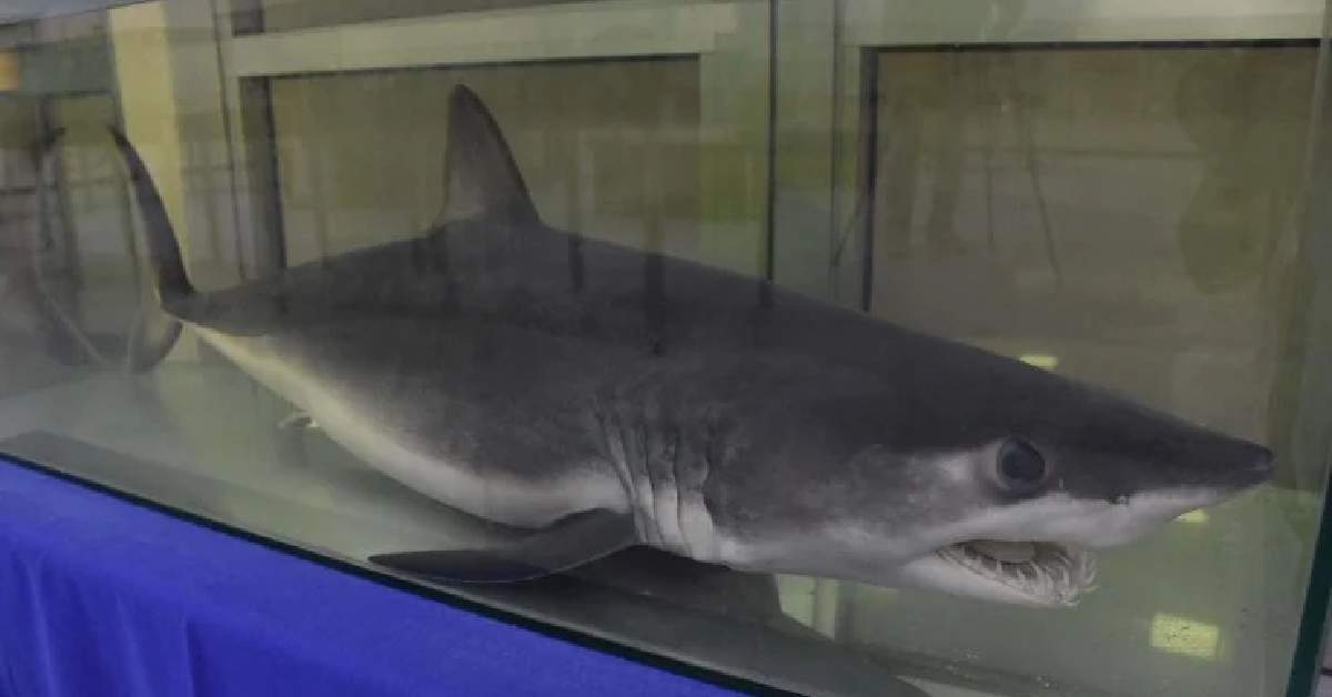 Köpekbalığı sanıp acımasızca öldürüyorlar! Ege ve Akdeniz kaynıyor: Neslini tükettiniz