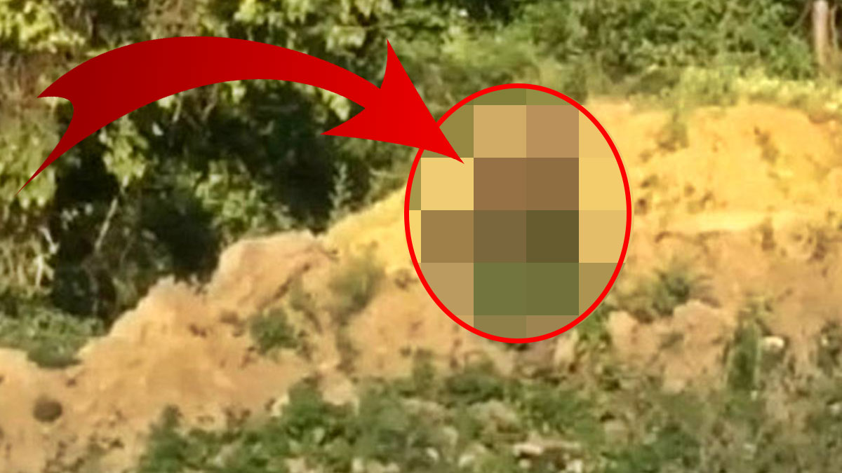 Yol kenarında görüntülendi! Uzmanlar, günler öncesinden uyarmıştı, kameralara yakalandı