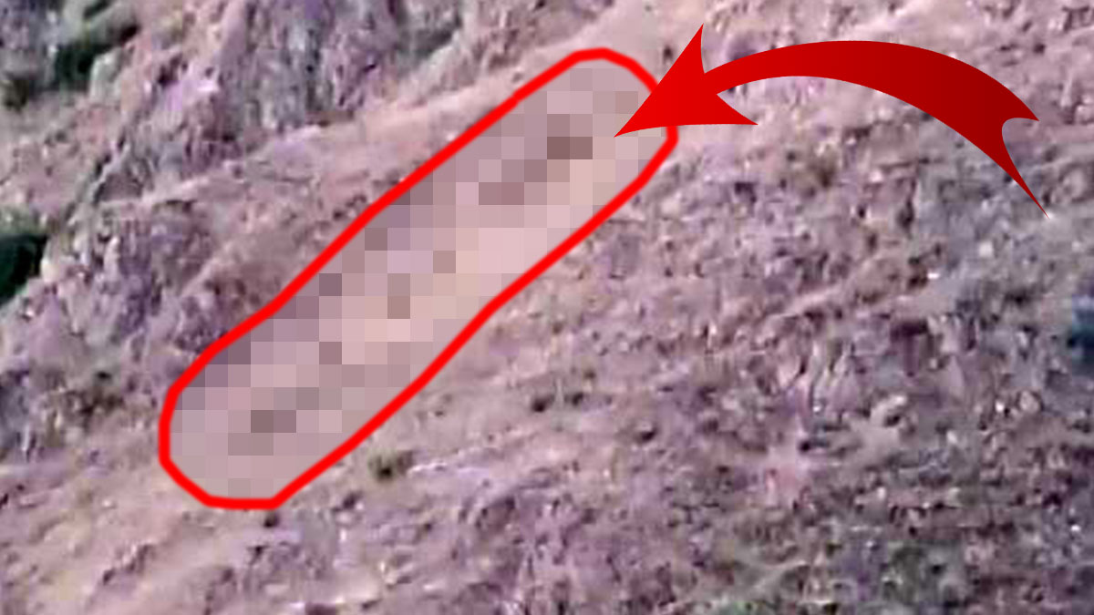 İki ilde talan ve istila başladı! Başıboş geziyorlar, insanlara aldırış etmeden meyve-sebzeleri yediler, köylüler çaresiz