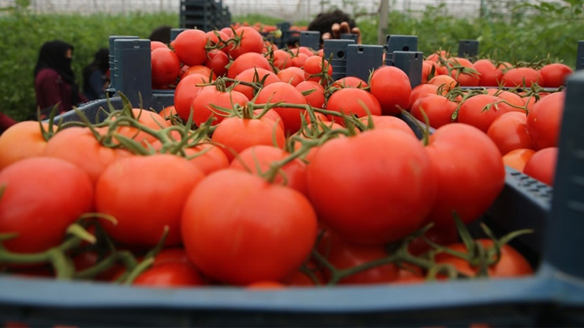 Çürük küflü domatesleri sakın çöpe atmayın! 5 yöntemle leziz soslar yapın