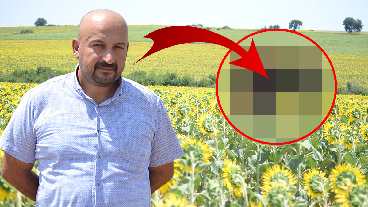 Çiftçinin belası geri döndü: Tarlaları talan ettiler: Sürü halinde geziyorlar