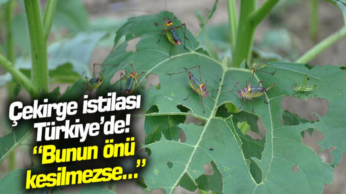 Burası Amerika değil Türkiye! O ilimizde yılan istilasının ardından şimdi de et yiyen dev çekirge dehşeti: İstila başladı!