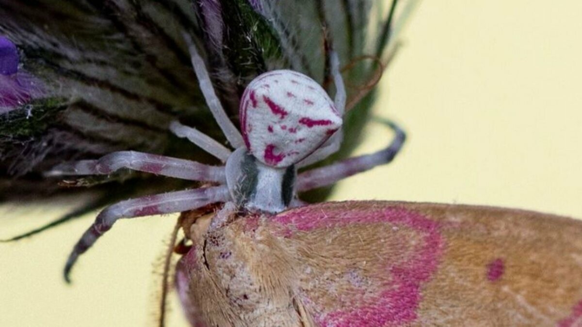 İnsan yüzlü örümcek! Bu örümceği gören adeta şaşkınlığa uğruyor!